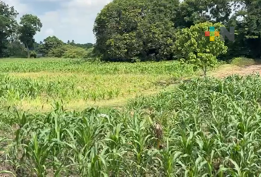 Una canícula benevolente revive la cuenca del Papaloapan