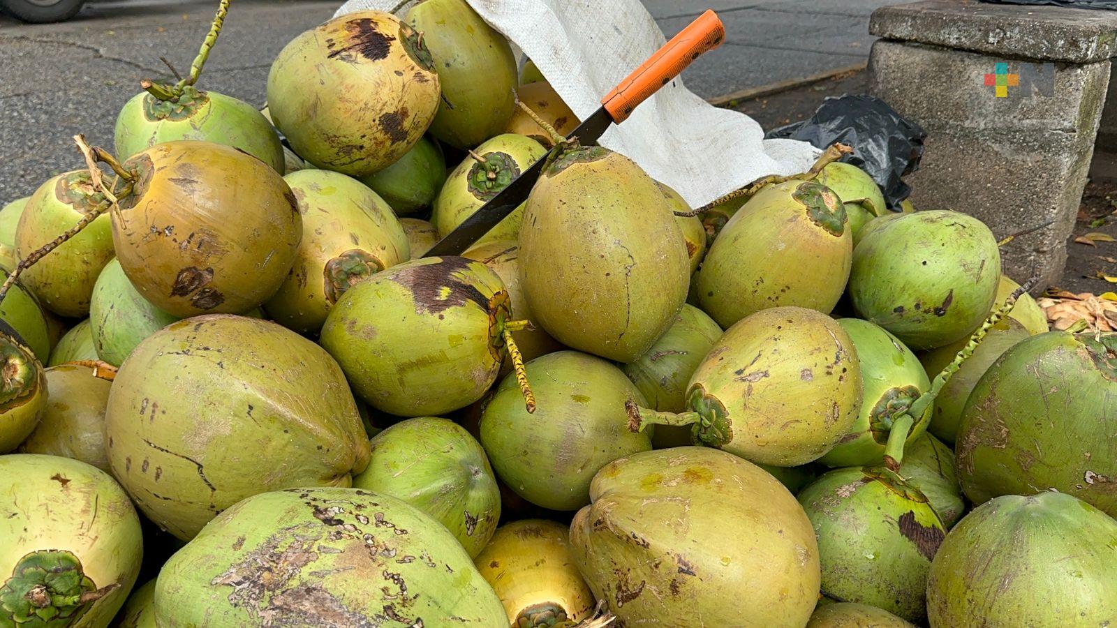 Productores están replantando cocos en Coatzacoalcos
