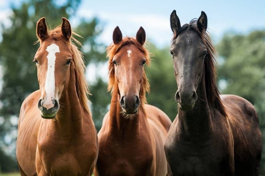 Día Mundial del Caballo