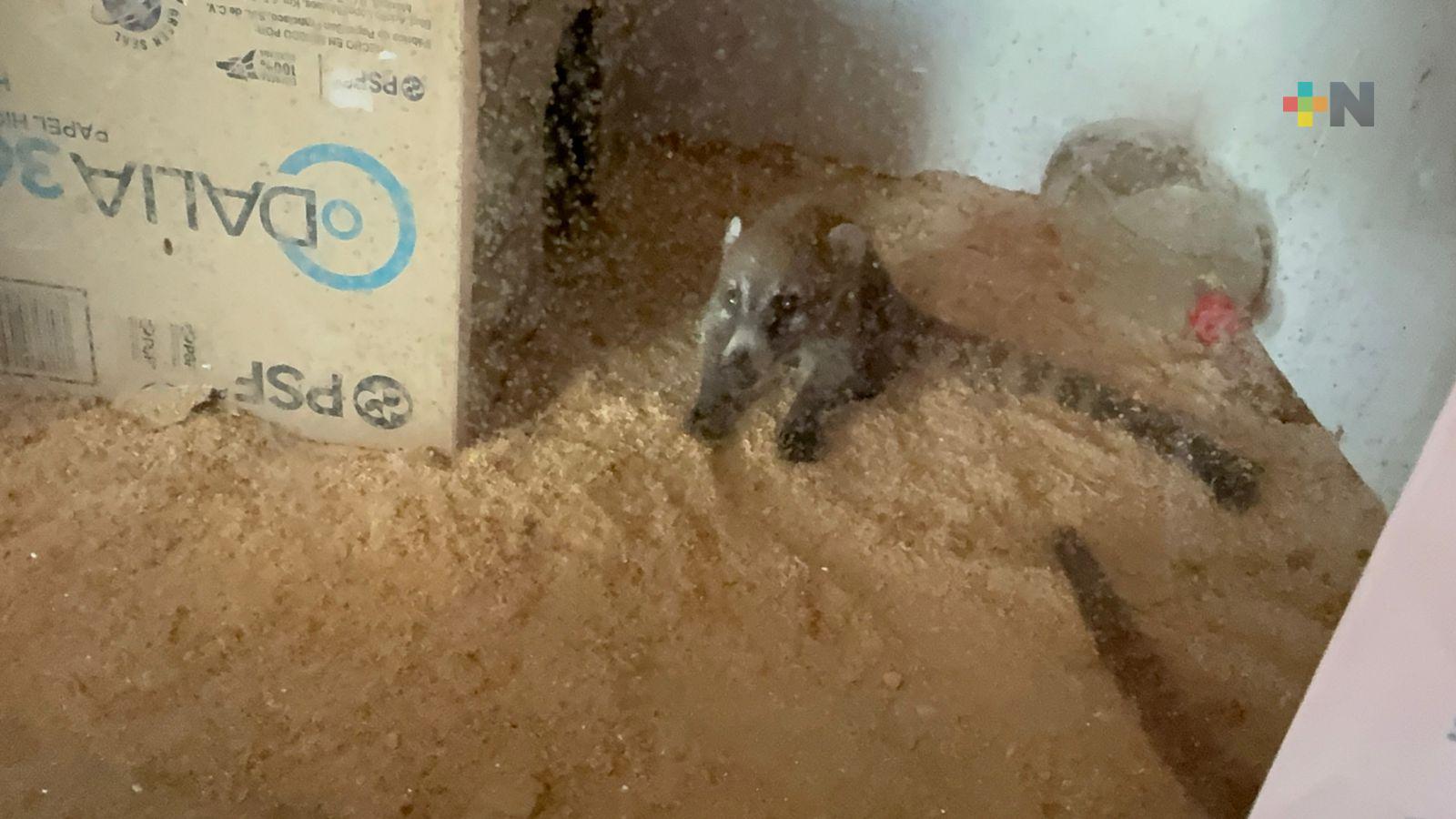 En Veracruz se garantiza el bienestar de animales en proyectos de investigación científica