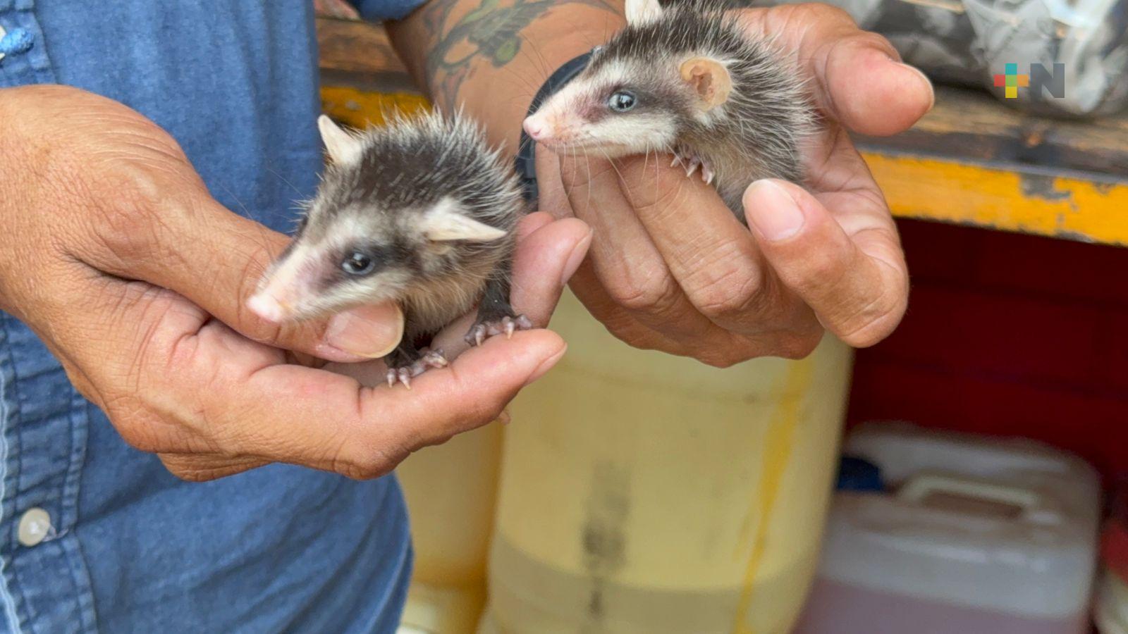 No son plaga ni mascota: zarigüeyas y tejones necesitan protección