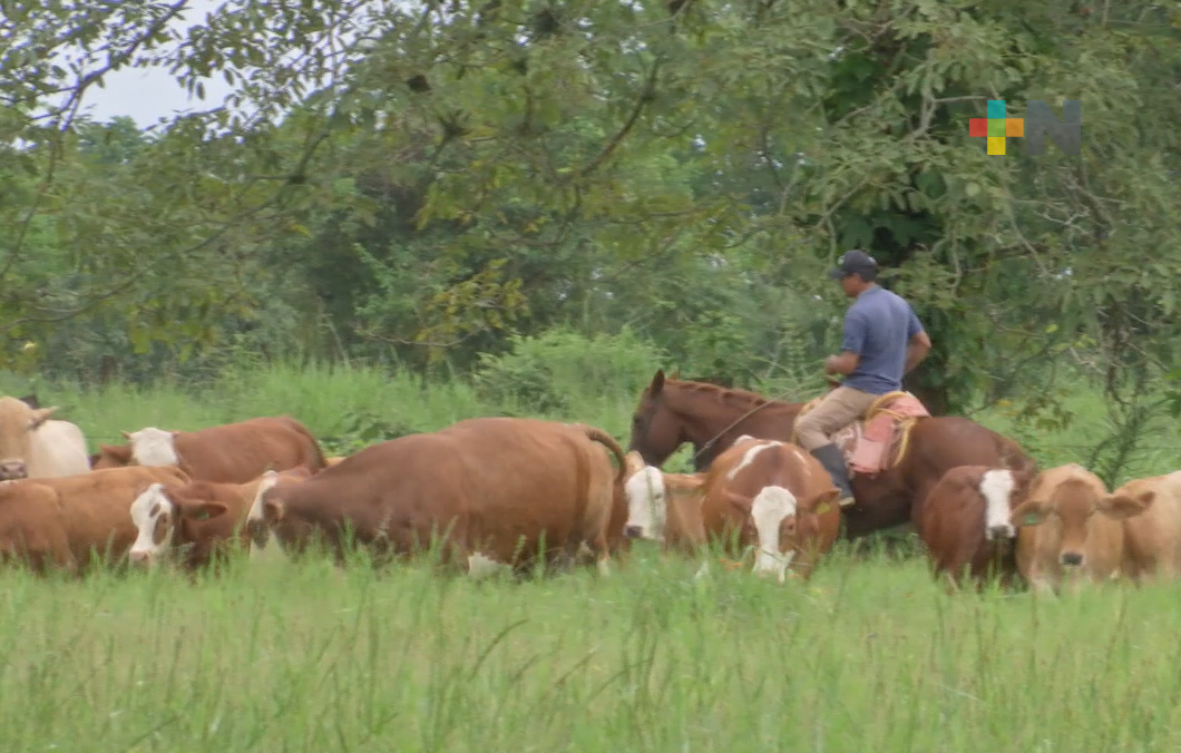 Revoca Sedarpa credenciales a productores pecuarios por ser mal utilizadas