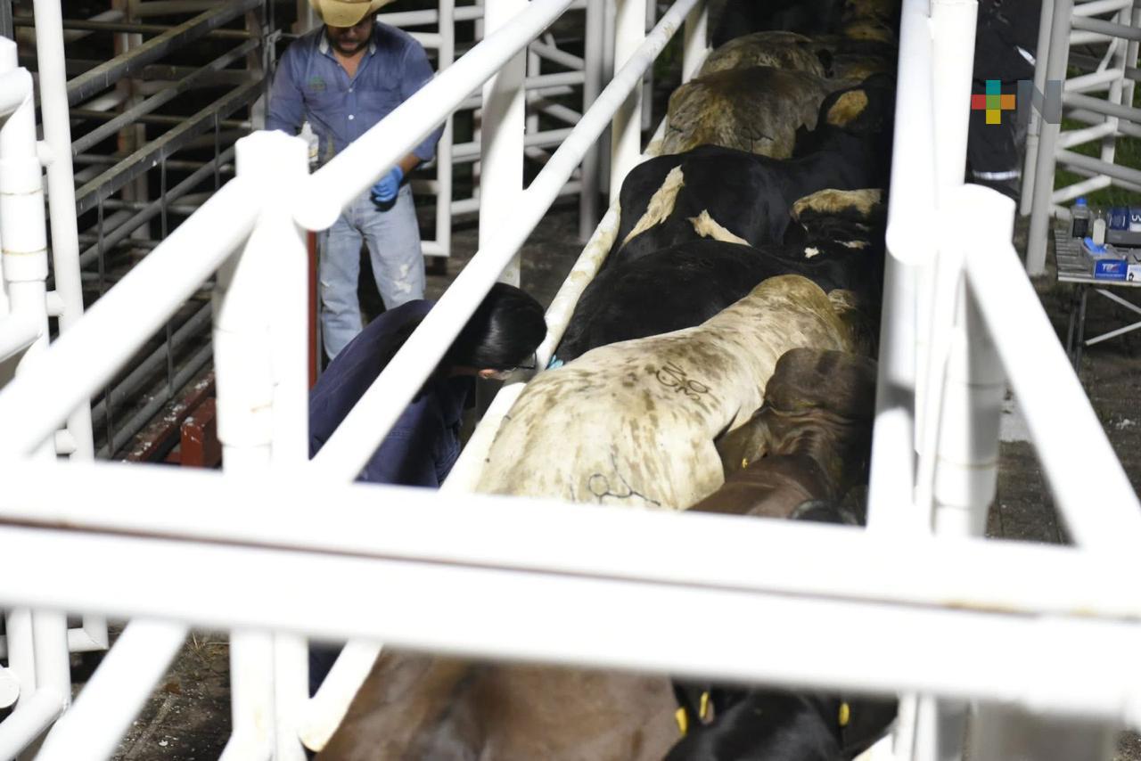 Abren Centro de Atención Sanitaria en Acayucan para frenar gusano barrenador