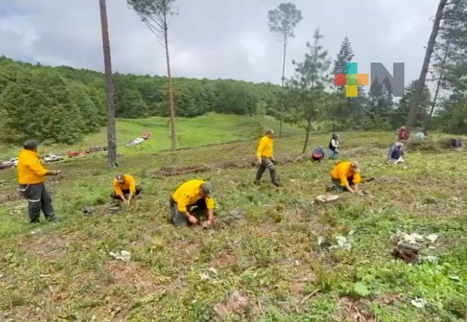 Realizan jornada de reforestación en sierra de Huayacocotla