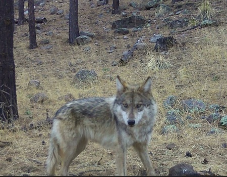 Registran lobo mexicano nacido en libertad en Chihuahua