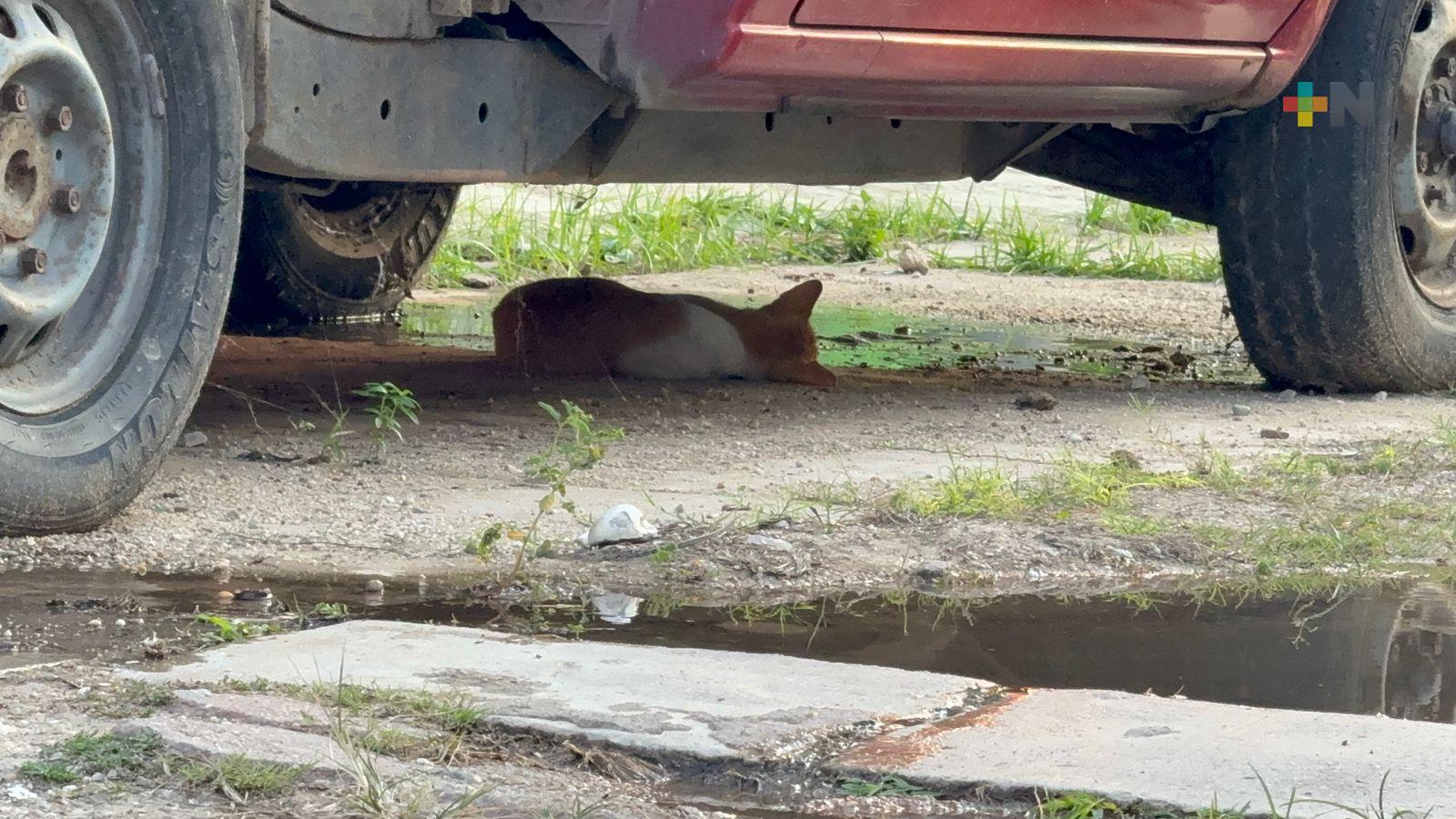 Acusan a vecino de envenenar gatos en Coatzacoalcos