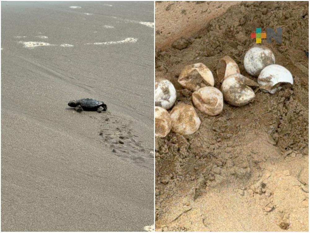 Eclosionó nido de tortugas; 64 llegaron al mar de Coatzacoalcos