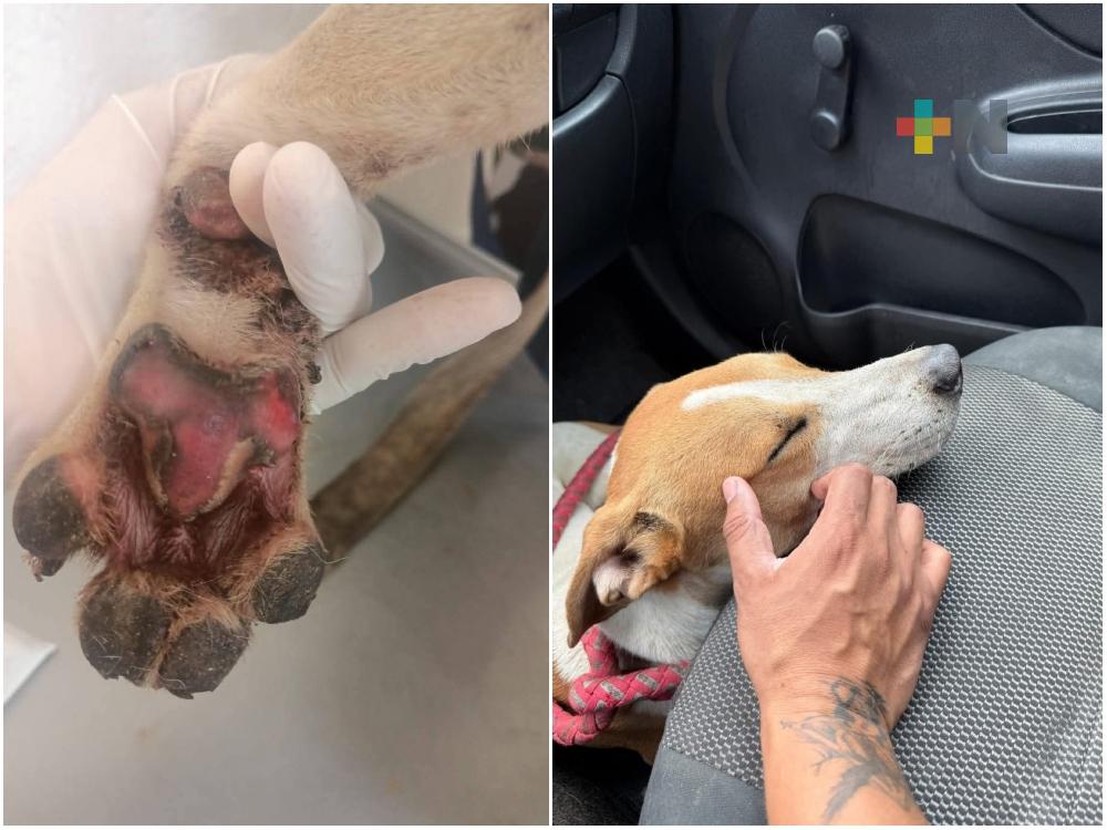 Rescatan perro maltratado en colonia de Boca del Río