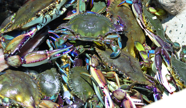 Temporada de captura de jaiba inicia el 10 julio