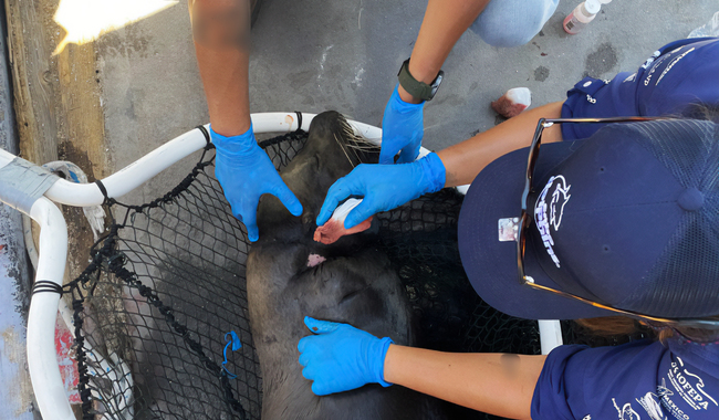 Desenmalla Profepa lobo marino en Cabo San Lucas