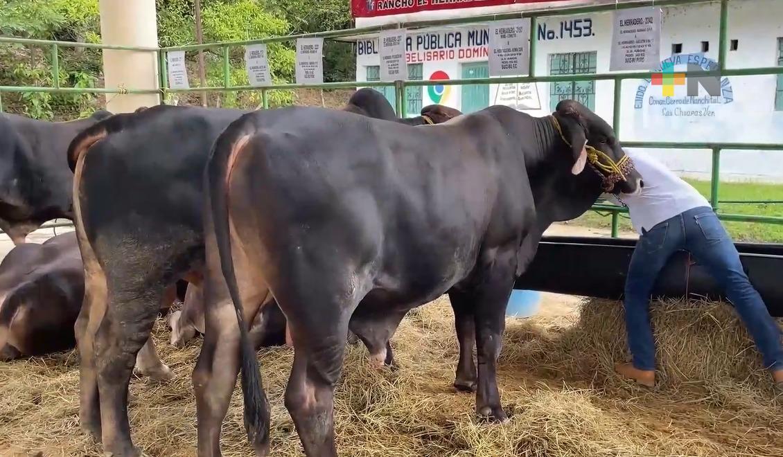Destaca Agricultura los avances para contener el gusano barrenador en el país