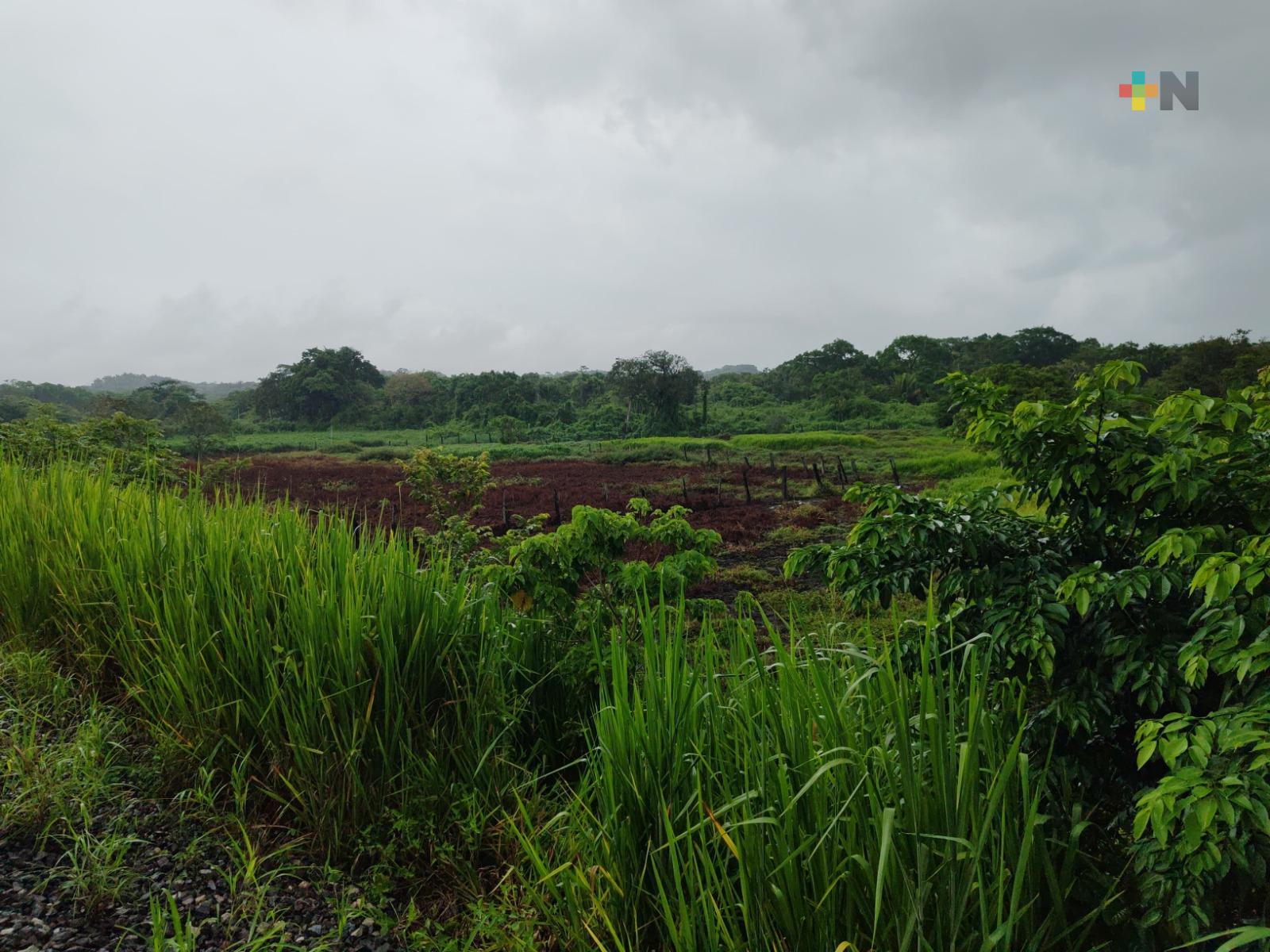 Aranceles al ázucar beneficiarán a cañeros veracruzanos