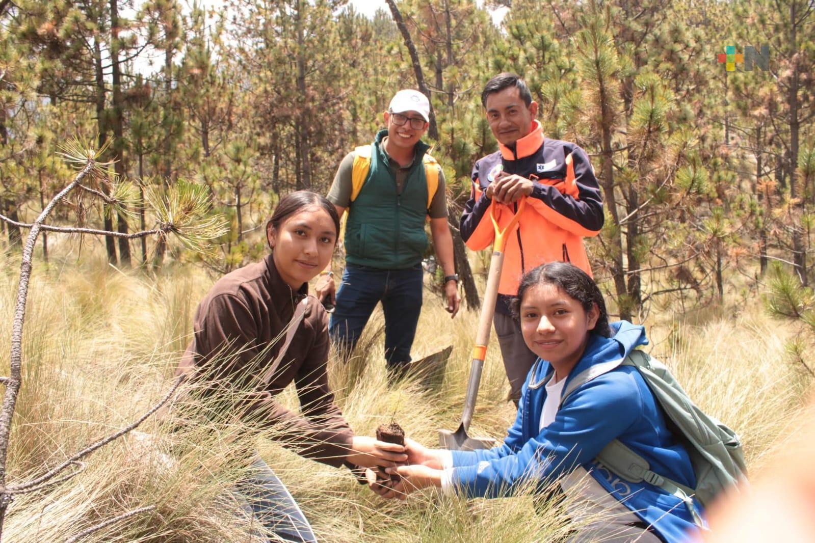 Realizan reforestación en las faldas del Pico de Orizaba