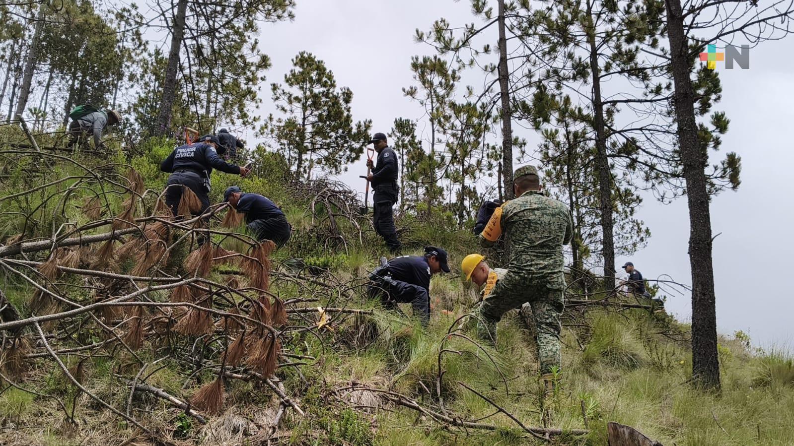 Realizan jornada de reforestación en parque del pico de Orizaba
