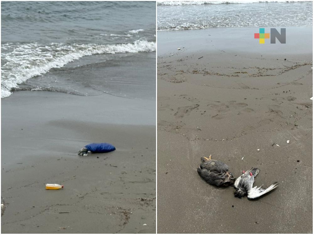 Hallan restos de aves decapitadas en playas de Boca del Río