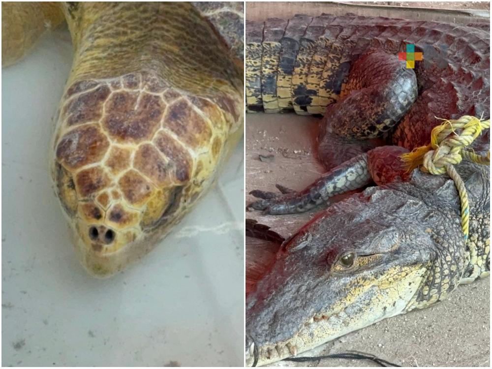 Tortuga marina enferma es resguardada junto con otros animales silvestres