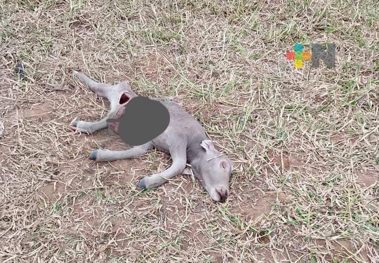 Sin identificar al felino que atacó a animales en zona rural de Coatzacoalcos