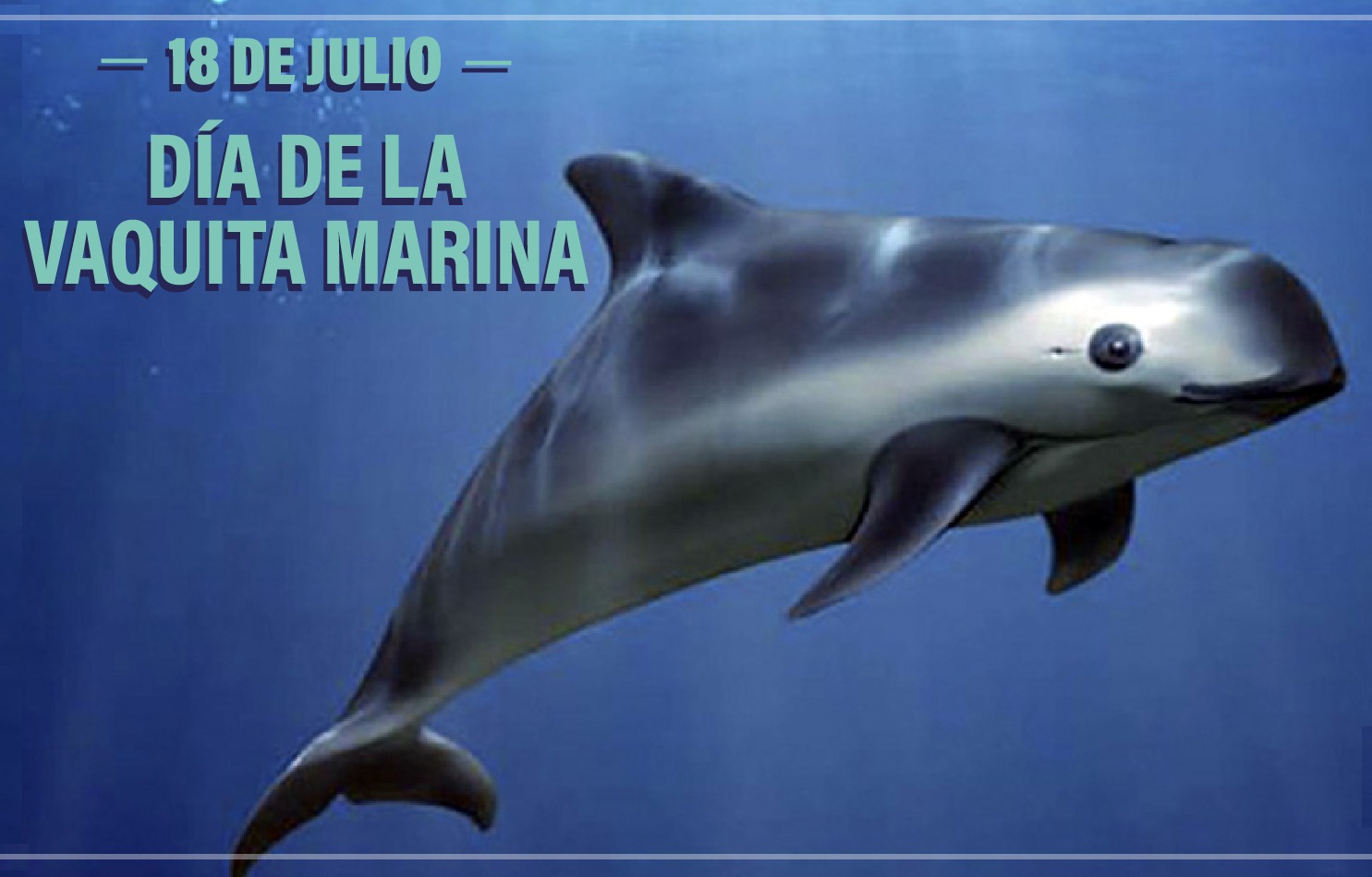 Día Internacional de la Vaquita Marina
