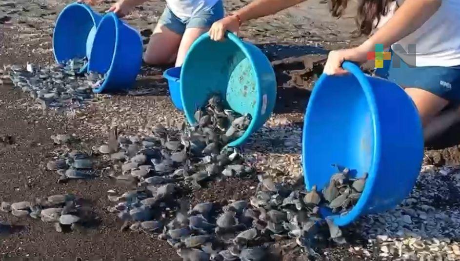 Fundación Tortugas Yépez rescata más de 130 mil crías en Nautla