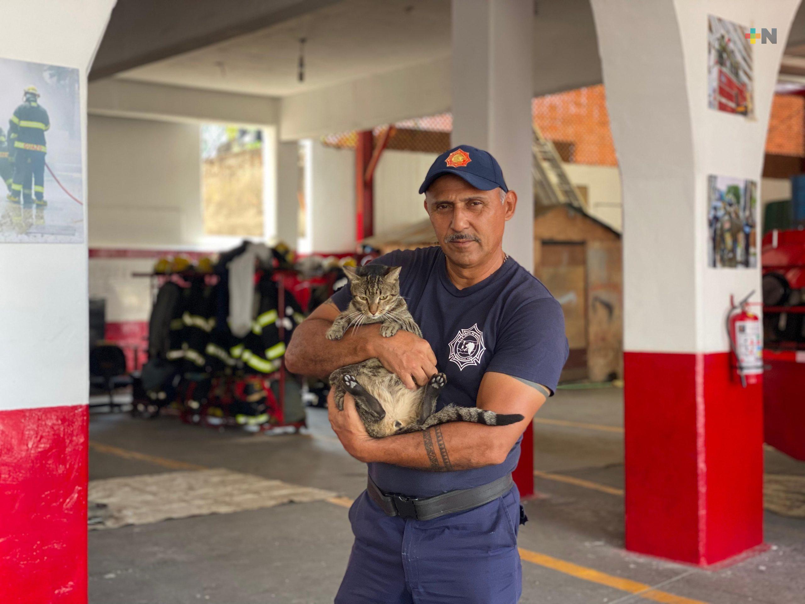 “Friki”, el gatito bombero de Veracruz, cumple cuatro años como centinela del Heroico Cuerpo