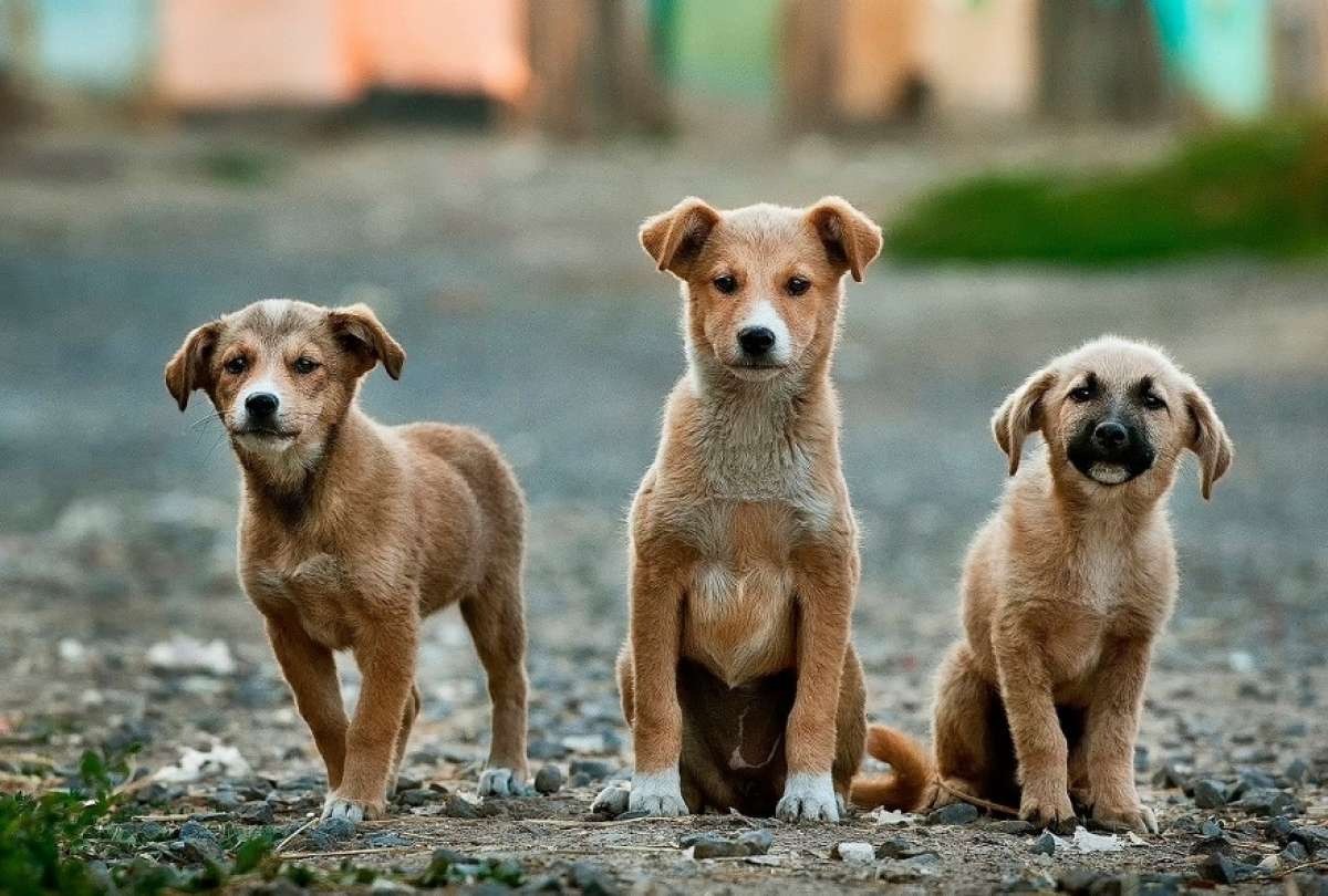 Día Internacional del Animal sin Hogar