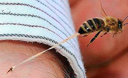 Picadura de abeja causa más decesos que la de alacrán o mordida de serpiente