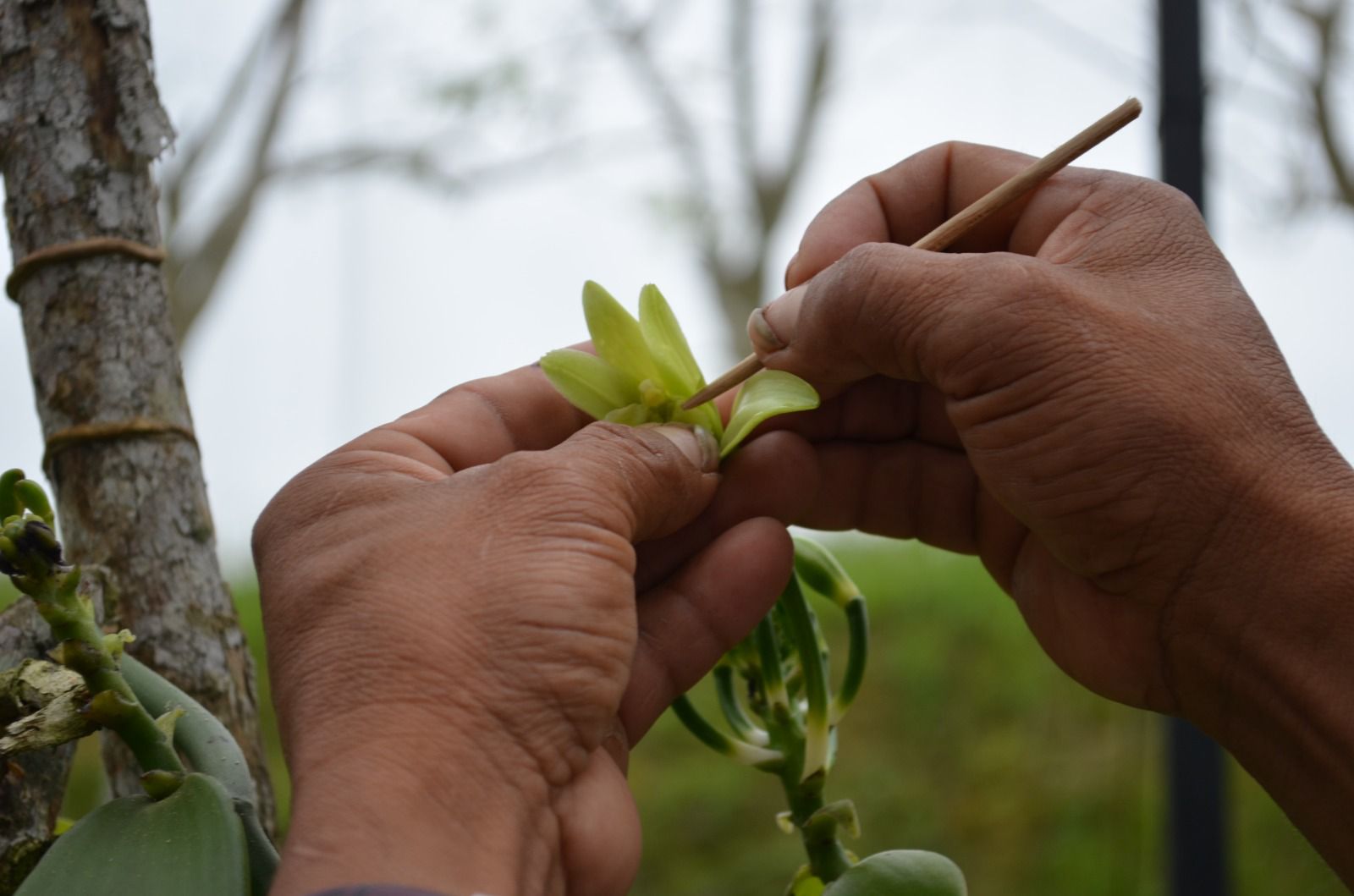 Saborea Veracruz desde el Totonacapan, productor de vainilla más importante de México