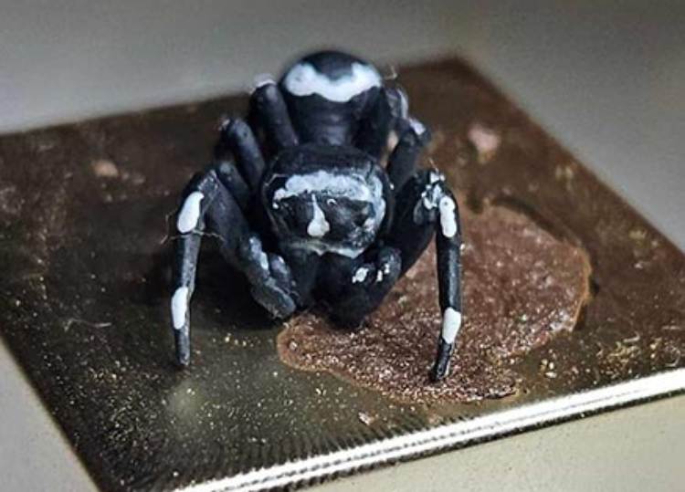 Arañas centinelas, aliadas en el control biológico de plagas de cultivos