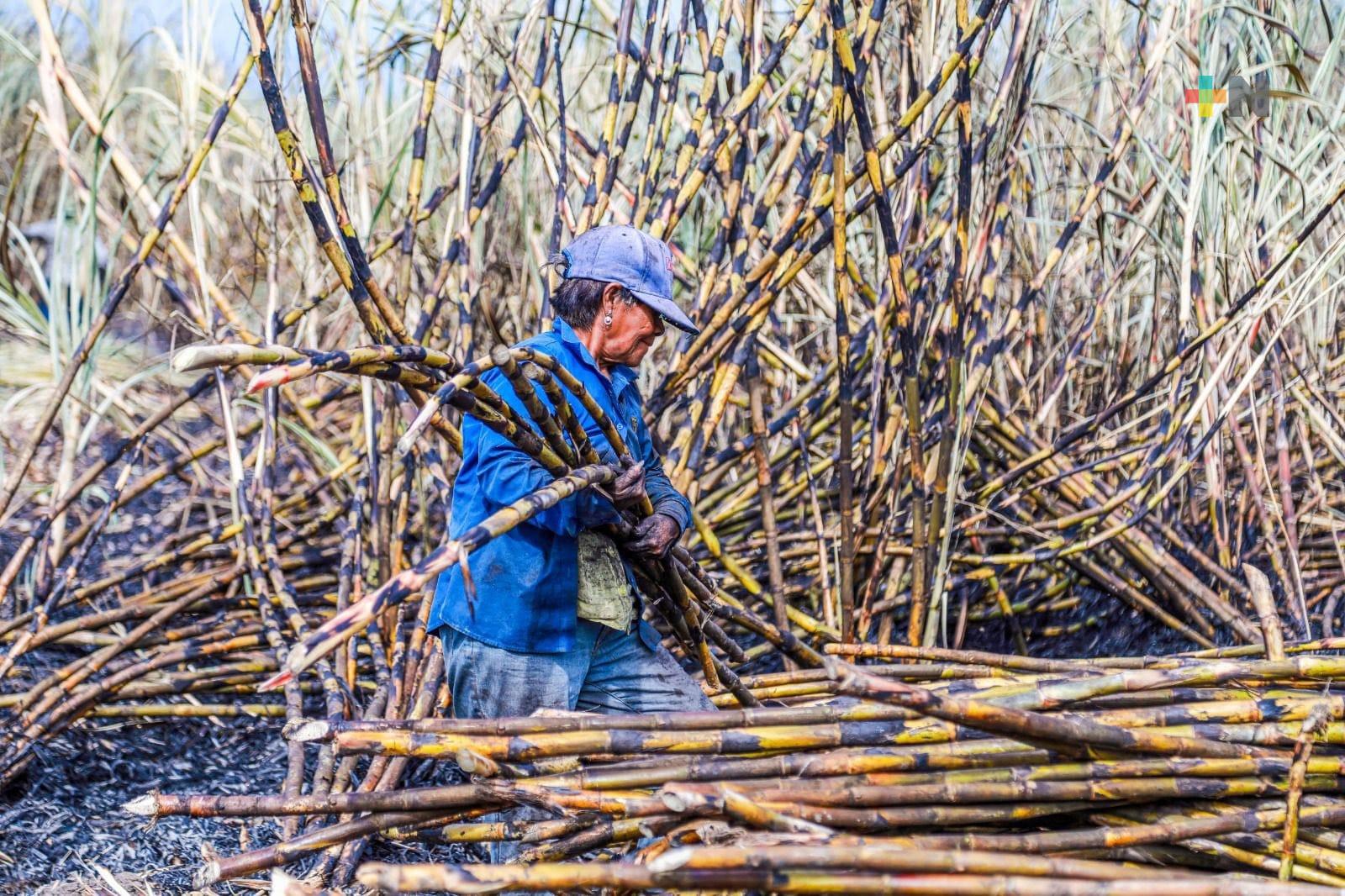 Producción de caña de azúcar genera derrama económica por más de 102 mil mdp