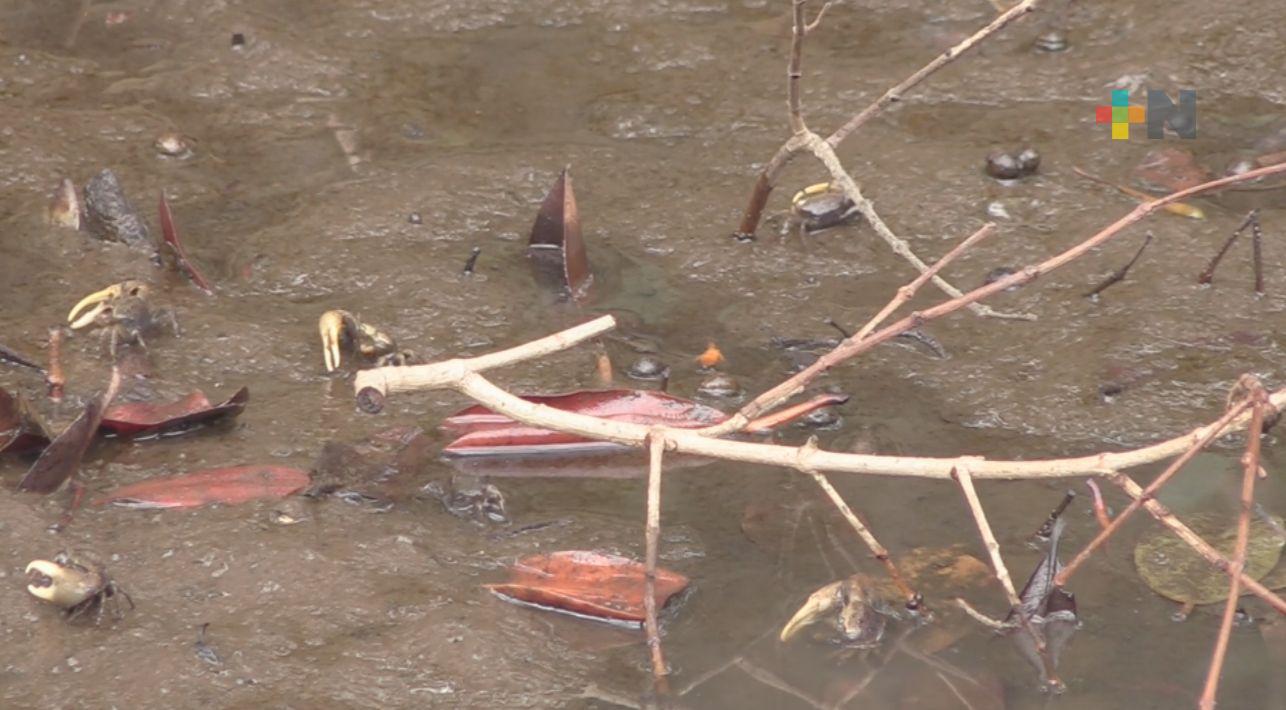 En Boca del Río realizan campaña para preservar al cangrego azul
