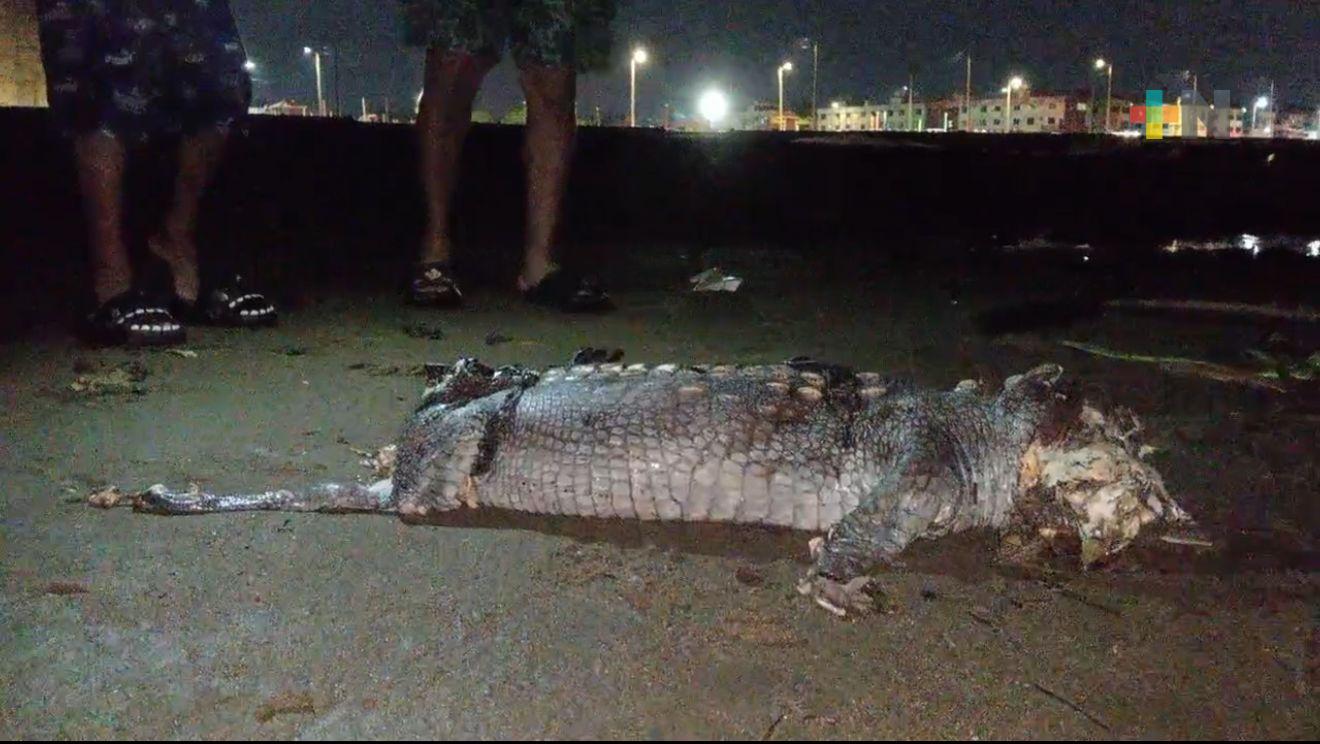 Localizan cocodrilo cercenado en playa de Coatza; pudo ser golpeado por embarcación