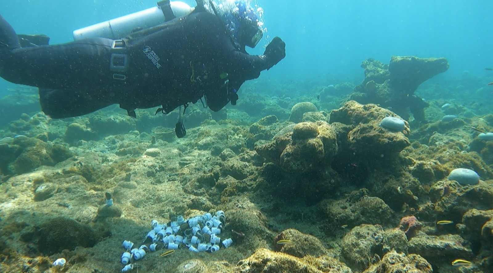 En Veracruz: 70% de arrecifes de coral afectados por blanqueamiento