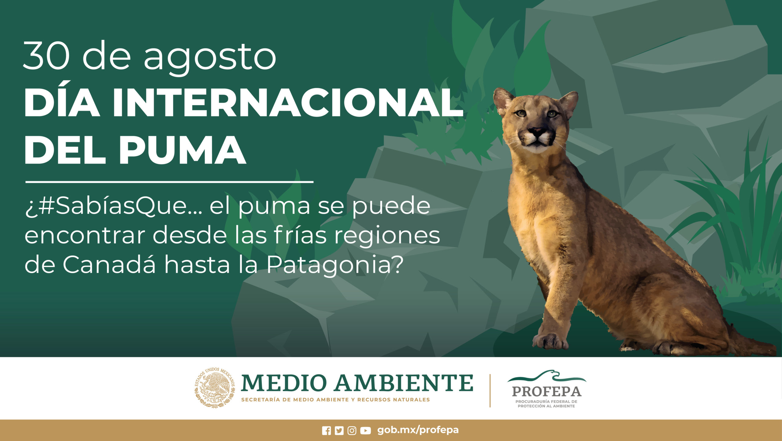 Día Internacional del Puma: especie protegida en México