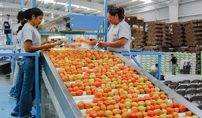 Economía y Agricultura establecen precios mínimos de exportación para tomate fresco