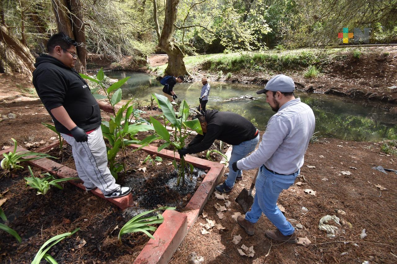 Tec de Zongolica desarrolla proyecto de humedales artificiales en el Paseo de Los Ahuehuetes