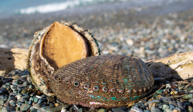 En septiembre inician periodos de veda y aprovechamiento de pesca