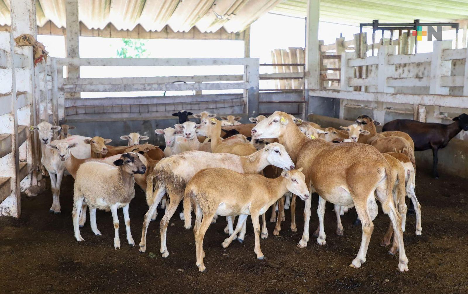 Veracruz fortalece la inspección ganadera y reactiva infraestructura clave
