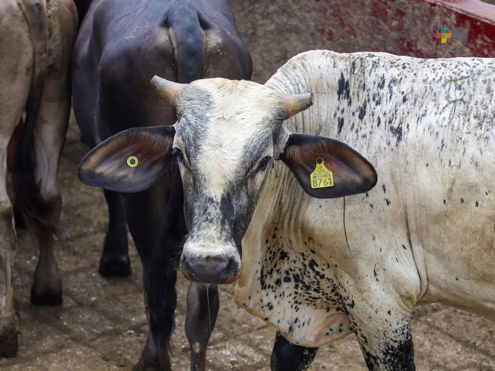 En Veracruz se han tomado acciones para  combatir al gusano barrenador de ganado: Sedarpa