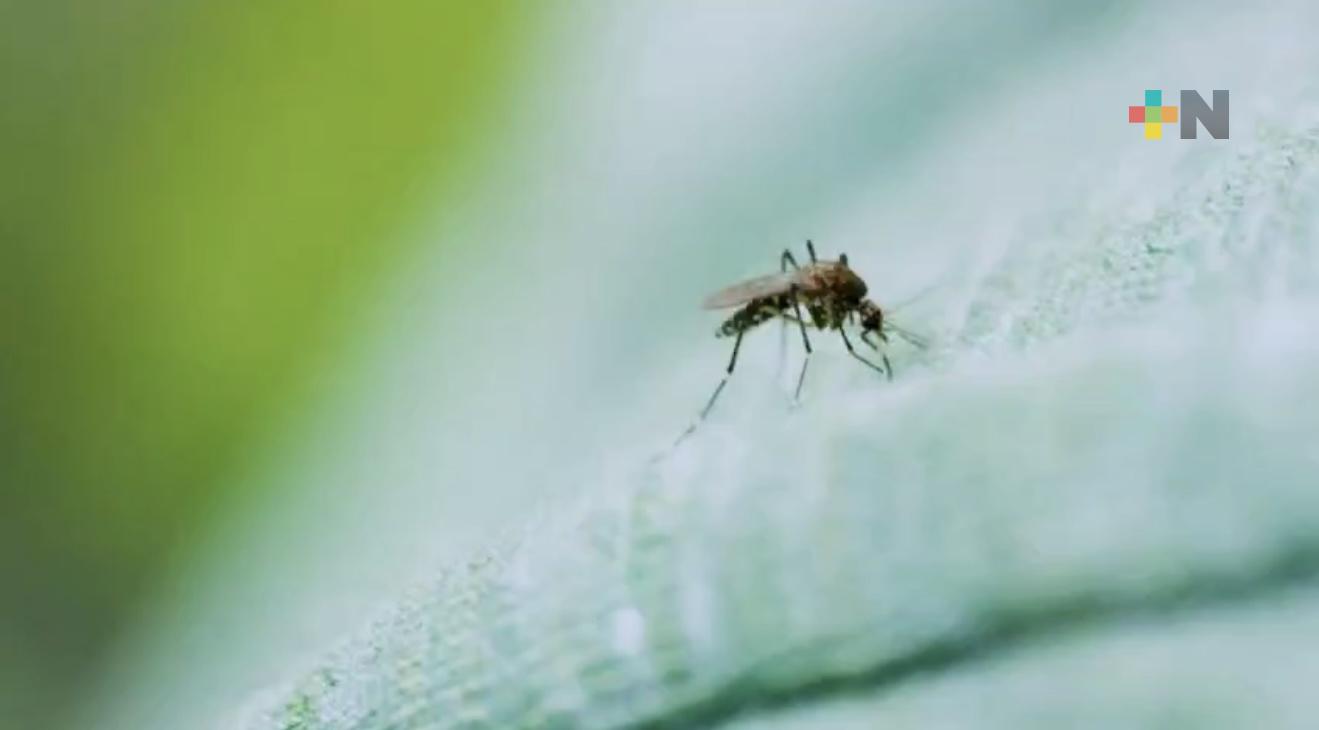 Refuerzan acciones contra el dengue en Tantoyuca: autoridades coordinan limpieza y descacharrización