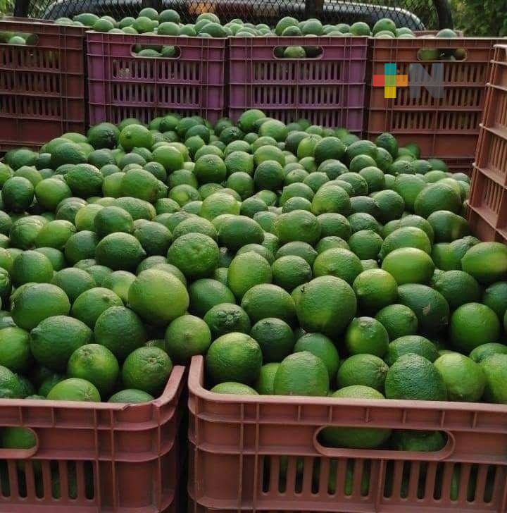 Repunta precio de limón persa tamaño exportación