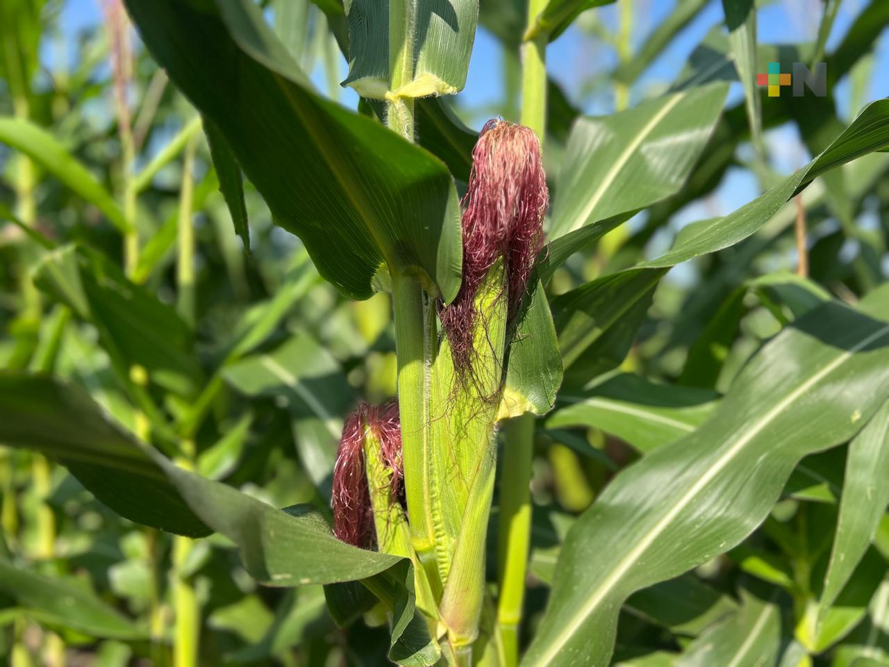 Veracruz tiene condiciones para ser gran proveedor de alimentos