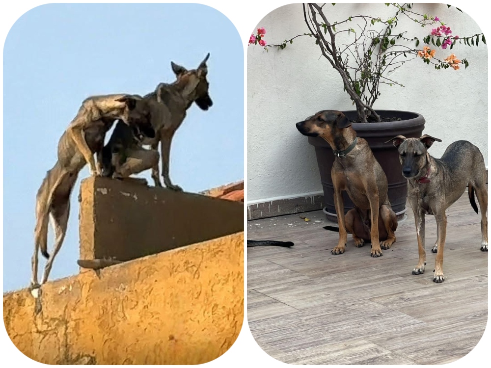 Adoptan a perros que sufrían maltrato en Coatzacoalcos