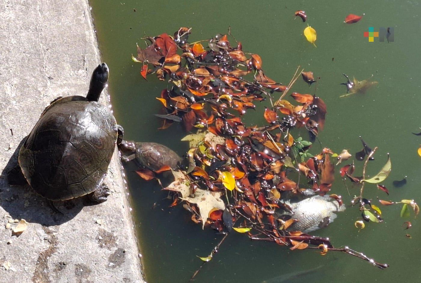 Exceso de algas podría ser causa de muerte de peces en paseo de Los Lagos