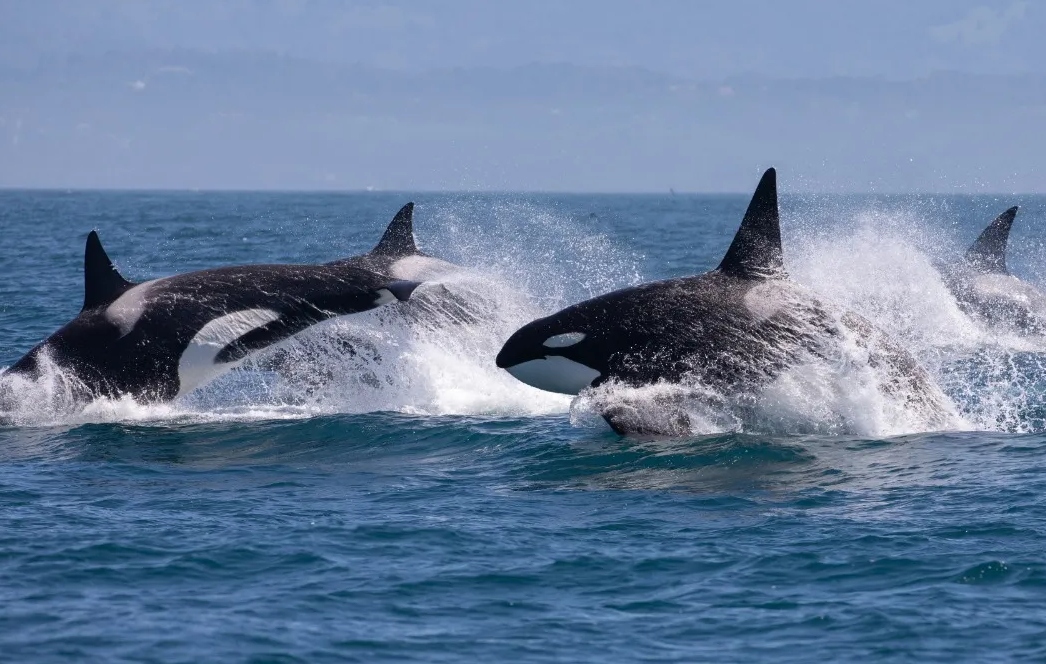 Drones revelan estrategia de orcas para cazar