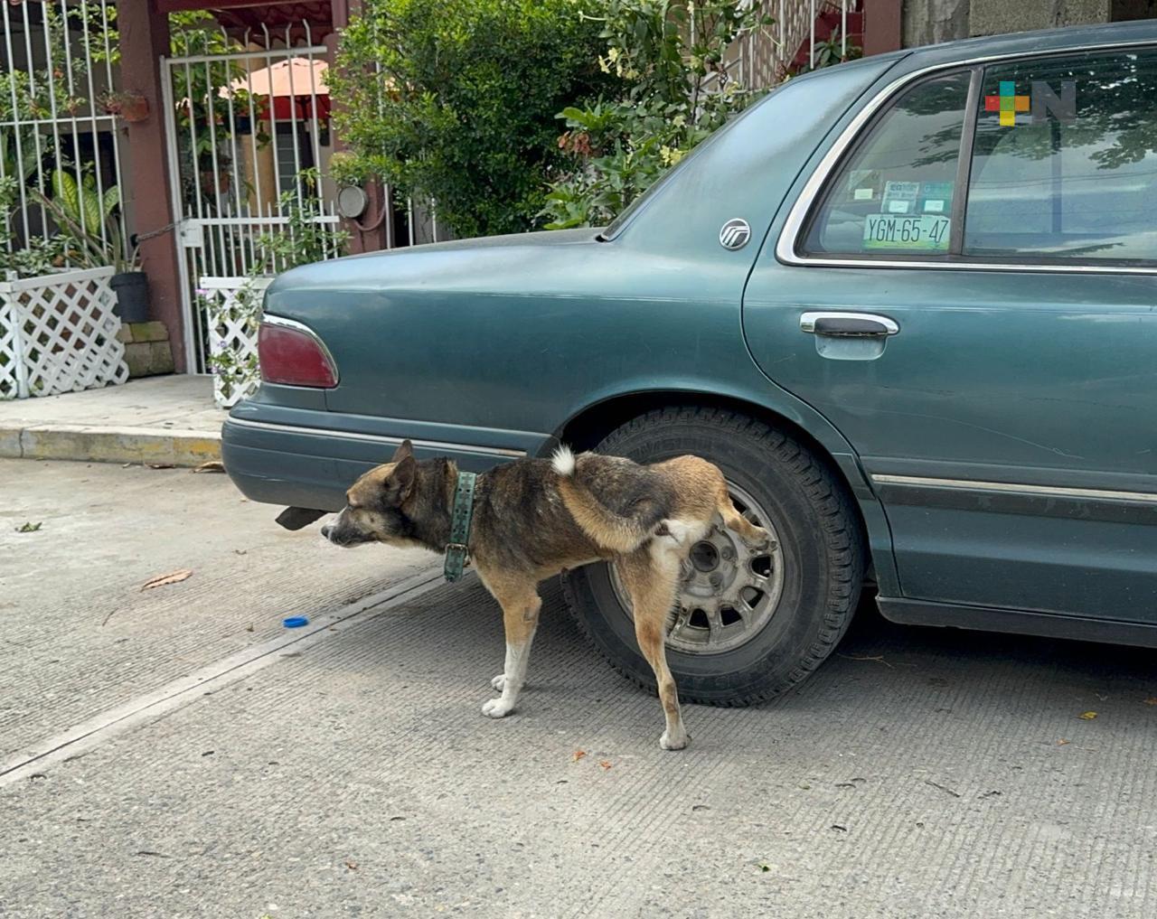 Esterilización masiva de gatos y perros en Martínez de la Torre