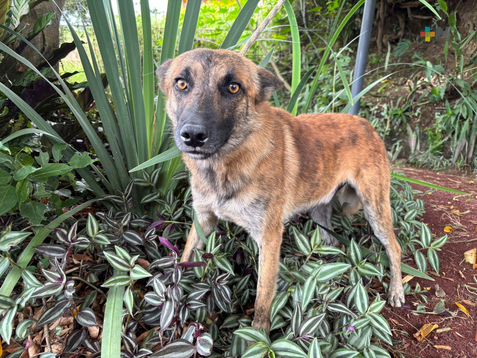 En adopción, perro rescatado en palacio municipal de Xalapa