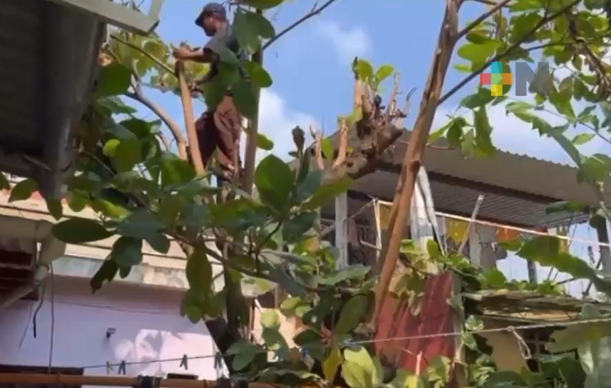 CFE realizan poda de árboles en Martínez de la Torre para evitar accidentes