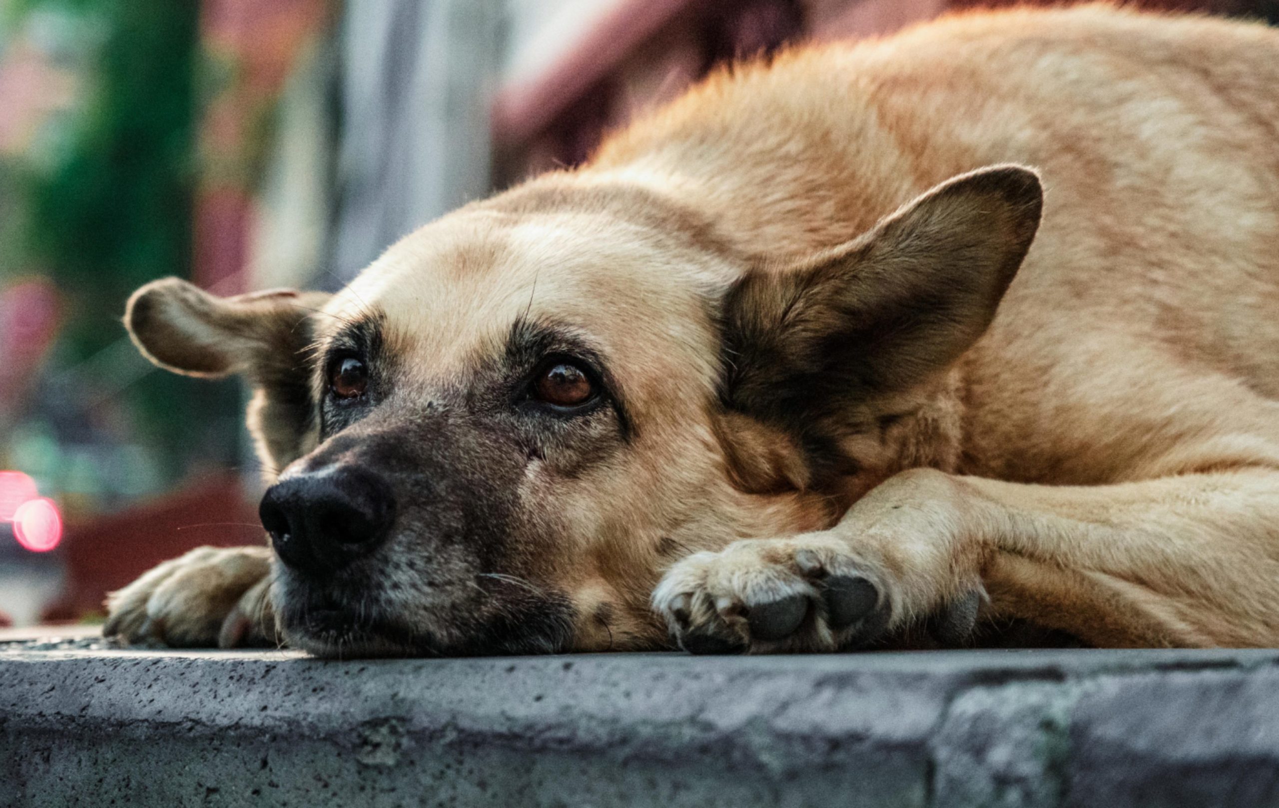 Se conmemora el Día Mundial del Perro, una fecha para reflexionar sobre el abandono animal