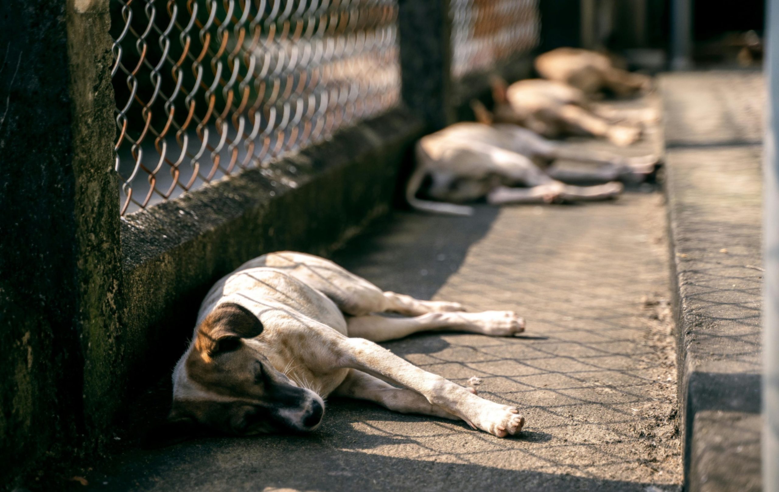 Exhortan a ayuntamientos veracruzanos a fortalecer la protección animal