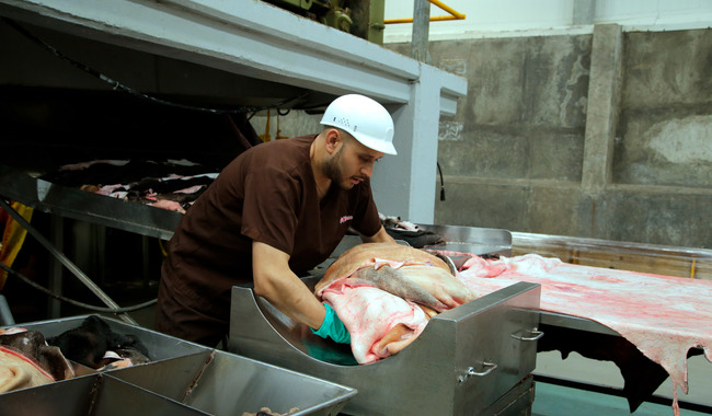 México y Dinamarca unen esfuerzos por un manejo sustentable de subproductos animales